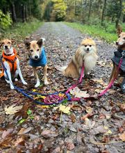 Wind im Hundefell Bild 11