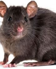 Maine Anti-Nuisibles image 2