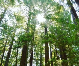 Treebreathe Sàrl Bild 3