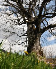 Baumpflege Dietrich GmbH Bild 2