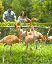 Occidental at Xcaret Destination - All Inclusive imagen 11