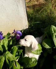 Leprat Sonia image 8