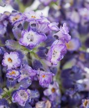 Naturheilpraxis Ursular Stolle Bild 5