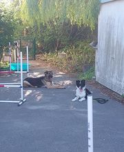 V'Educ-ton-chien image 10
