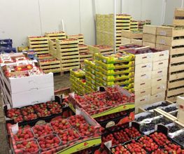 Expo Fruits image 12