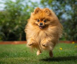 Reinado Canino imagen 3