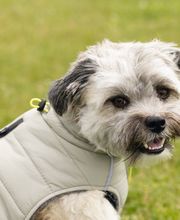 Bolonka-Shop.com Bild 4