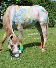 Reitschule Equo Deluxe Bild 1