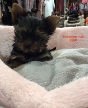 BEBE-CHIOTS image 6