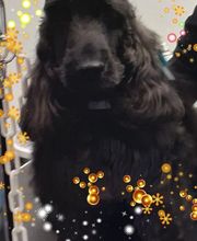 Au Toilettage de Saint Satur image 10