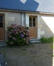 Gandolfi Teddy image 2