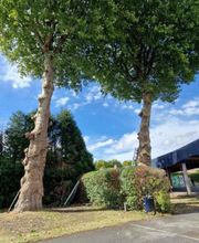 Elagage Clément image 2