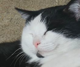 Der Pfotenpfleger Bild 1