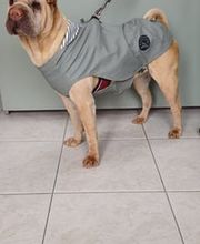 Sharpei_Cevemir.jpg