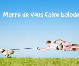 Astuce De Chien image 11