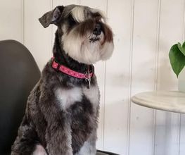 Hundesalon Farah Bild 12