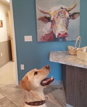 Mainland Veterinary Hospital image 1