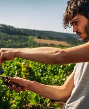 Vignerons de la Colline Eternelle image 1