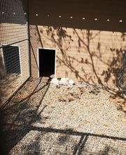 C.A PRO CANIN image 5