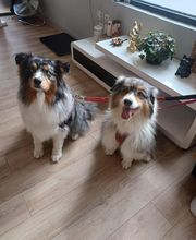 A L'eau Toutou image 7