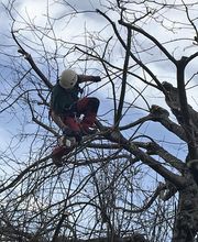 Elagage Pays Basque image 8