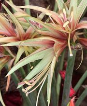 Köpfer Blumenhaus GmbH Bild 14