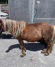 Eclair et Coquin image 5