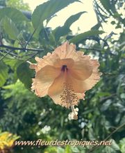 Fleur des Tropiques image 14