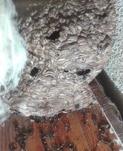 Alerte Guêpes image 4