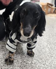 The Pet Wellness Group: Florence image 1