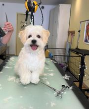 Happy Dog image 4