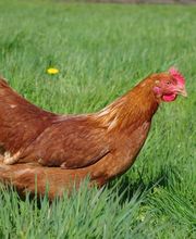 Groupement Des Fermiers D'Argoat image 2