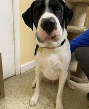 Brookhill Animal Hospital image 1