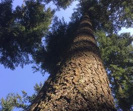 B Bois Forêts image 2