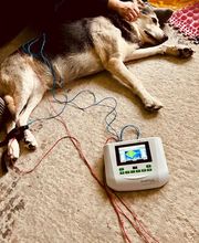 Tiertherapie Rosenthal Bild 2