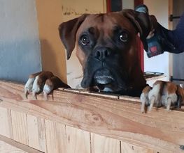 Pas Chiens Pas Chats image 5