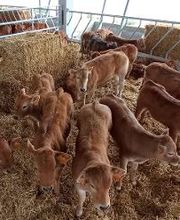 Pinsos Cortada imagen 2