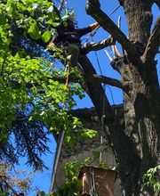 Sos Elagage image 13