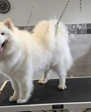 O Poil Touffu image 1