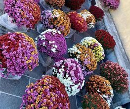 Fior Fleurs image 1