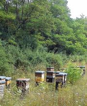 LA MAISON DES ABEILLES image 1