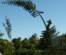 D'Arbre en Arbre image 12