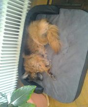 Hund bleibt nicht alleine zu Hause.