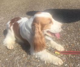 DOG EDUC Academy image 5