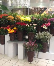 Royal Fleurs image 8