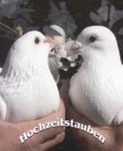 Hochzeitstauben Burlet Bild 7