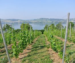 Brunner Weinmanufaktur AG Bild 7