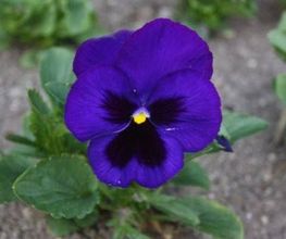 La Pensée Bleue image 7