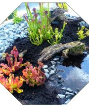 Gartenwelt Kröner Bild 10