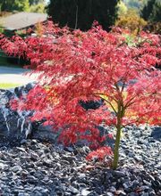 keller & meier Gartengestaltung AG Bild 3